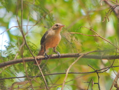 Campylorhynchus turdinus