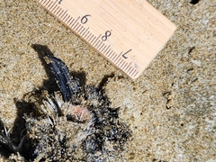 Pelagodroma marina
