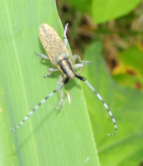 Agapanthia villosoviridescens