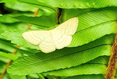 Scopula optivata