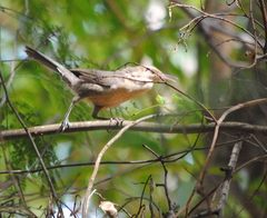 Campylorhynchus turdinus