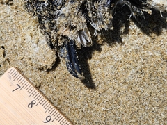 Pelagodroma marina