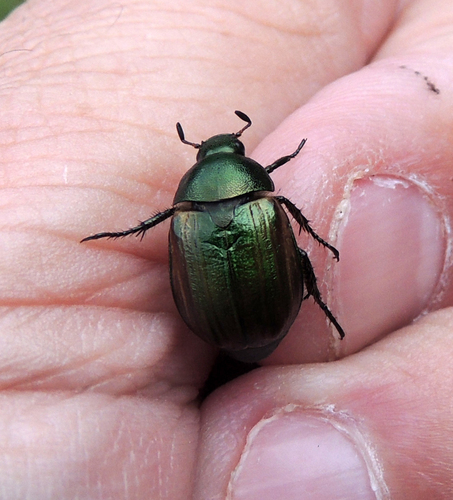 Dune Chafer, Oisterwijk, Nederland, photo 9 of 10