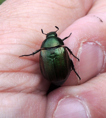 Anomala dubia