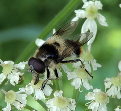 Cheilosia illustrata