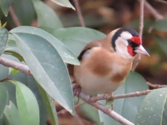 Carduelis carduelis
