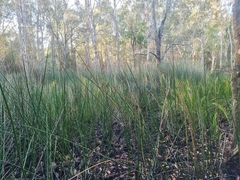 Machaerina articulata