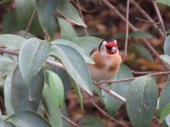 Carduelis carduelis