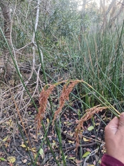 Machaerina articulata