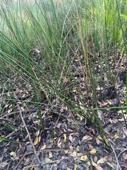 Machaerina articulata