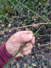 Machaerina articulata