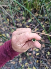 Machaerina articulata