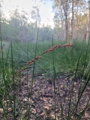 Machaerina rubiginosa