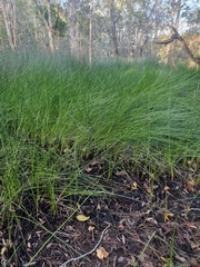 Machaerina rubiginosa