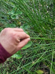 Machaerina rubiginosa