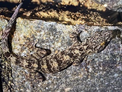 Gekko chinensis