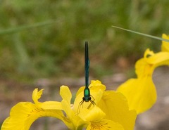 Calopteryx maculata