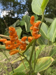 Elleanthus aurantiacus