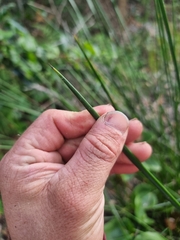 Machaerina rubiginosa