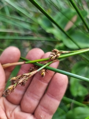 Machaerina rubiginosa