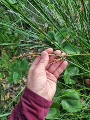 Machaerina rubiginosa
