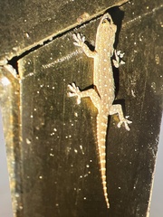 Hemidactylus garnotii