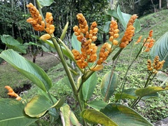 Elleanthus aurantiacus