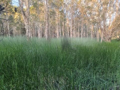 Machaerina rubiginosa