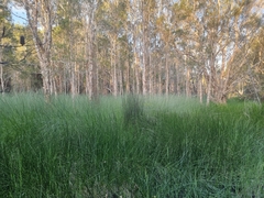 Machaerina rubiginosa