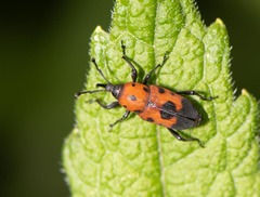 Rhodobaenus quinquepunctatus