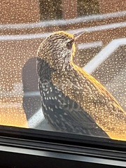 Sturnus vulgaris