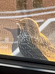 Sturnus vulgaris