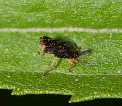 Sumitrosis inaequalis