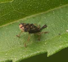 Sumitrosis inaequalis