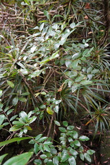 Phyllanthus
