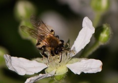 Andrena milwaukeensis