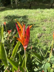 Heliconia psittacorum