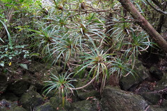 Pandanus montanus