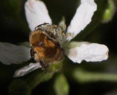Andrena milwaukeensis