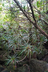Pandanus montanus