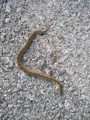 Vipera ammodytes