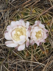 Gymnocalycium monvillei
