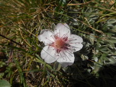 Potentilla nitida