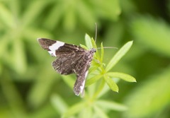 Trichodezia albovittata