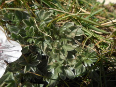 Potentilla nitida