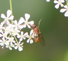 Sphegina