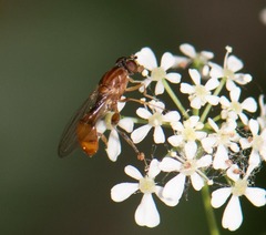 Sphegina