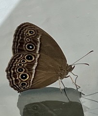 Mycalesis perseus