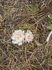 Gymnocalycium monvillei