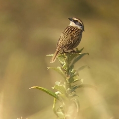 Oriturus superciliosus